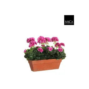 Geranium paars in balkonbak terra 39 cm - Mica